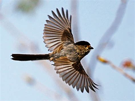 夢見鳥飛到頭上|夢見鳥